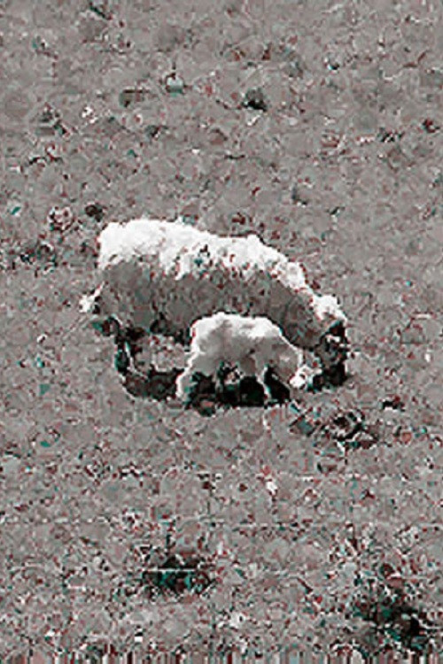 پوستر Sheep