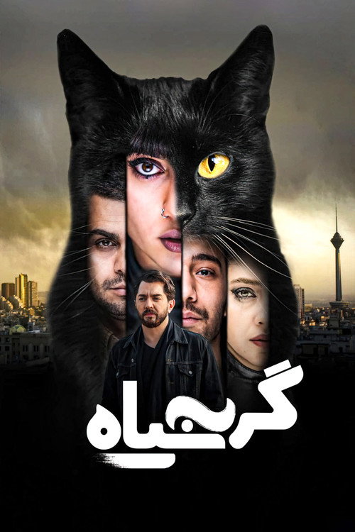 پوستر گربه سیاه