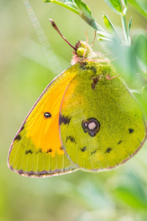 پوستر A Butterfly's Tale